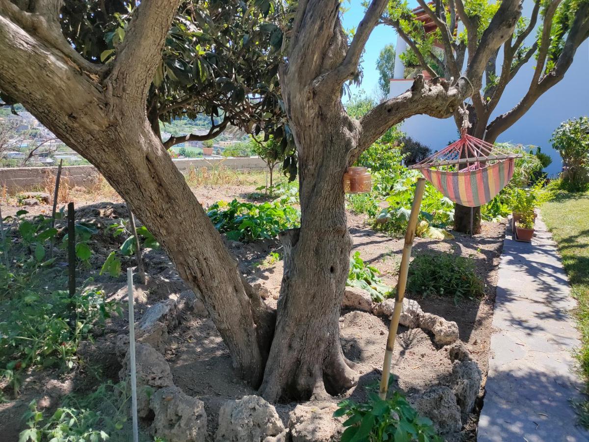 Il Giardino Apartment Barano d'Ischia Ngoại thất bức ảnh
